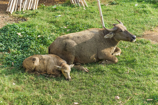 Buffalo mother and baby buffalo resting on grass field