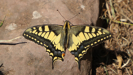 Macaón o Mariposa rey Papilio Machaon