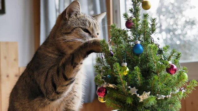 Cute tabby cat playing with ornaments on the christmas tree. Pet with christmas ornaments. Happy winter holidays. Concept of New Year and Merry Christmas.