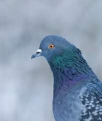 Domestic pigeon (Columba livia domestica) closeup in winter.