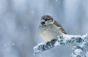 House sparrow (Passer domesticus) male sitting on a snowy branch in winter in light snowfall.