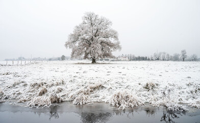 Raureif auf einer Wiese mit einzelnen Baum in der Prignitz (Brandenburg)