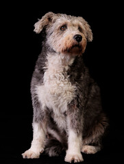beautiful pictures of a dog on a black background