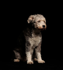 beautiful pictures of a dog on a black background