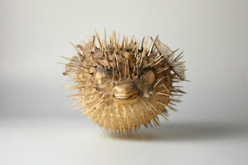 puffer fish close-up on a white background