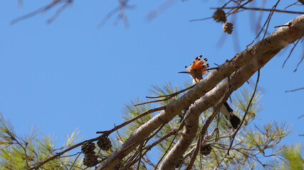 Abubilla en baleares.