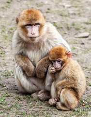 Fototapeta premium Magot (Macaque de Barbarie) - Macaca sylvanus - Barbary Macaque _ Zooparc de Beauval, France