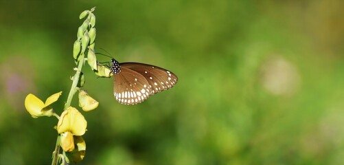 A butterfly picking up the nectar from a flower, A scene from Nilambur, kerala, India