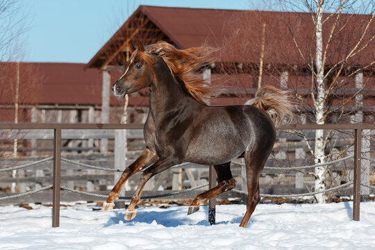 Beautiful arabian chestnut horse running on winter background, portrait in motion