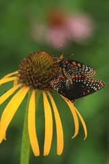 Baltimore checkerspot (euphydryas phaeton) butterflies mating on bush's coneflower (echinacea paradoxa) © Papilio
