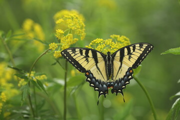 Eastern tiger swallowtail butterfly female (papilio glaucus) on golden alexanders (Zizia aurea)