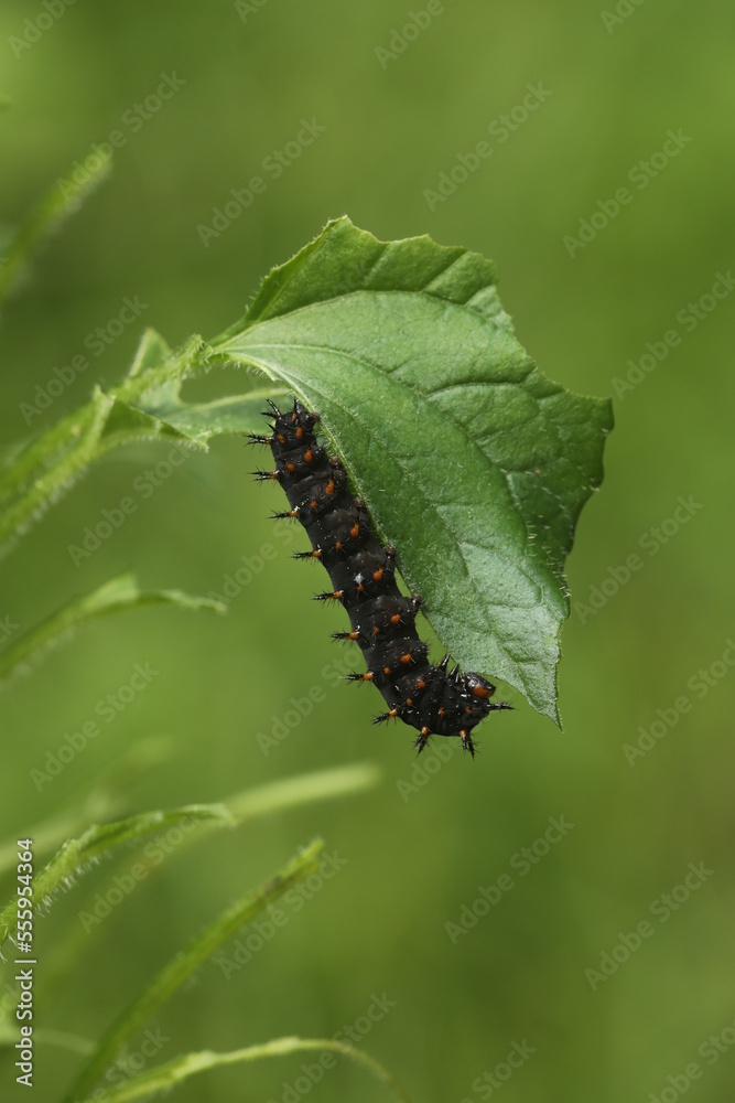 Wall mural great spangled fritillary butterfly caterpillar (speyeria cybele) eating violet