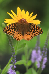 Great spangled fritillary butterfly ( Speyeria cybele) on oxe eye, false sunflower (Heliopsis helianthoides)
