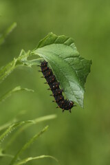 Great spangled fritillary butterfly caterpillar (Speyeria cybele) eating violet