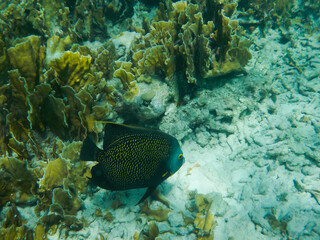 Naklejka na ściany i meble French angelfish on coral reef in the Caribbean sea.