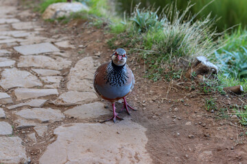 Bird on the path