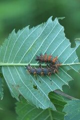 questionmark butterfly caterpillar Polygonia interrogationis eating elm leaf