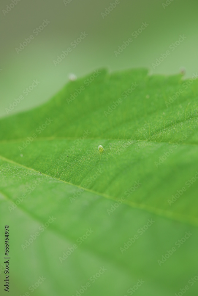 Poster Red admiral butterfly (Vanessa atalanta) egg ova on nettle leaf