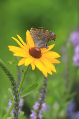 question mark butterfly (Polygonia interrogationis) on oxeye, false sunflower  ( Heliopsis helianthoides )