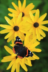 Red admiral butterfly (Vanessa atalanta) on sweet black eye susan(Rudbeckia subtomentosa) 