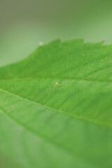 Red admiral butterfly (Vanessa atalanta) egg ova on nettle leaf