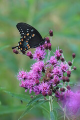 Spicebush swallowtail butterfly (papilio troilus) on new york ironweed (Vernonia noveboracensis)
