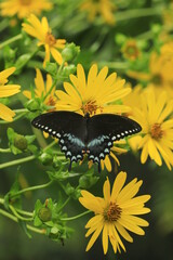 spicebush swallowtail male papilio troilus on cup plant flower Silphium perfoliatum