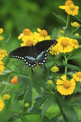Spicebush swallowtail butterfly (papilio troilus) on sneezeweed (Helenium autumnale)