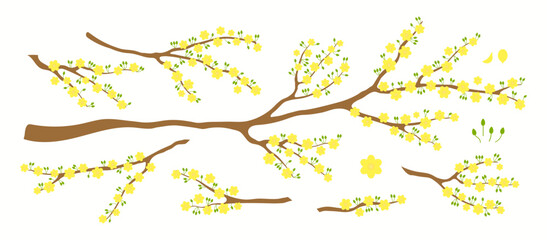 Yellow apricot blossoms, flowers, tree branch, floral design elements collection, clipart set, isolated on white. Hand drawn flat style vector illustration. Spring, Lunar New Year Tet poster, banner