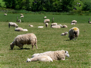 Obraz premium A few cute sheep graze on a green meadow on a sunny spring day. Livestock farm. Sheep on free grazing. Eco-friendly animal husbandry in Ireland, organic farm. Herd of sheep on green grass field