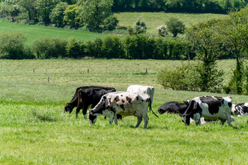 Fototapeta premium Several cows are eating grass in a green meadow on a sunny spring day. Cattle on a livestock farm. Agricultural landscape. Organic Irish farm. Black and white cow on green grass field