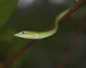 Green vine snake