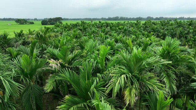battlenut tree in bangladesh - green rice field aerial smooth video footage