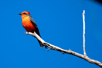 vermilion flycatcher on a branch