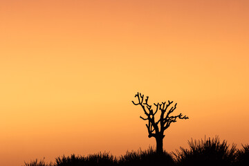 tree silhouette during stunning cloudless colorful sunset