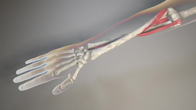 Forearm Movements