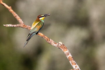 European bee-eater perched on a branch