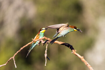 European bee-eater perched on a branch