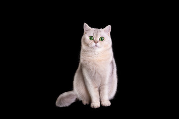 A cute white cat sits on a black background