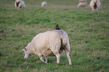 Naklejka na ściany i meble Oiseau posé sur la toison d'un mouton anglais, Stonehenge