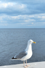 Fototapeta premium Closeup shot of a juvenile gull or European herring gull perched on a railing. Wild bird on the background of the sea