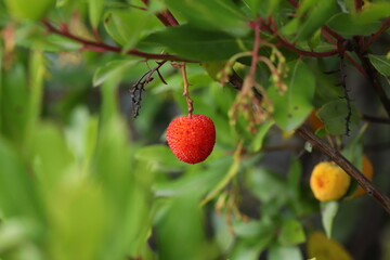 fruits of Arbutus unedo yellow and red in autumn. The arbutus is a species of shrub belonging to the genus Arbutus in the family Ericaceae.