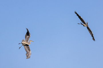 Acrobatics of two grey herons in the blue sky