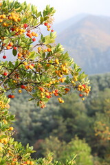 fruits of Arbutus unedo yellow and red in autumn. The arbutus is a species of shrub belonging to the genus Arbutus in the family Ericaceae.