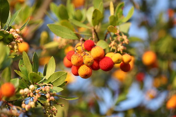 fruits of Arbutus unedo yellow and red in autumn. The arbutus is a species of shrub belonging to the genus Arbutus in the family Ericaceae.