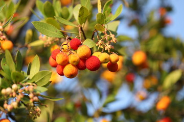 fruits of Arbutus unedo yellow and red in autumn. The arbutus is a species of shrub belonging to the genus Arbutus in the family Ericaceae.