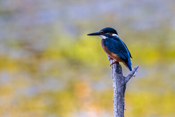 Kingfisher on a dead branch above a small lake