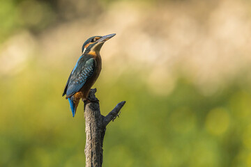 Kingfisher on a dead branch above a small lake