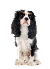 cavalier king charles