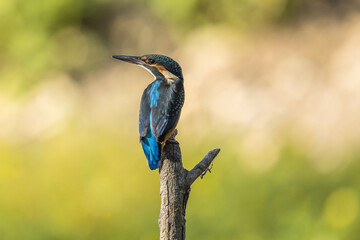 Kingfisher on a dead branch above a small lake